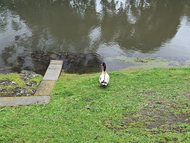 Duck by the water